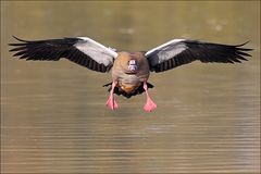 Vorsicht Nilgans