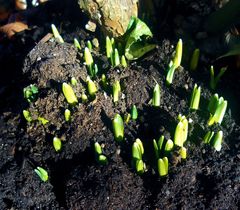 vorsicht! noch ist januar