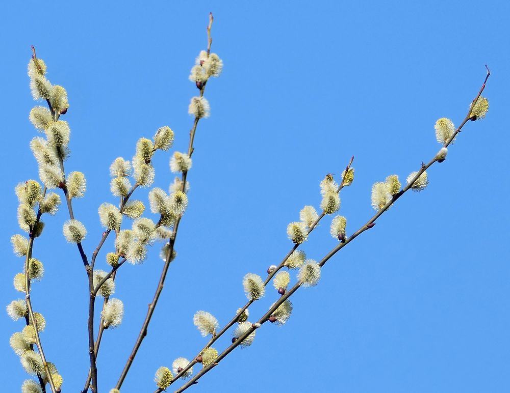 Vorsicht Pollen