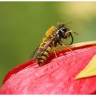 Vorsicht, Pollenflug :-)