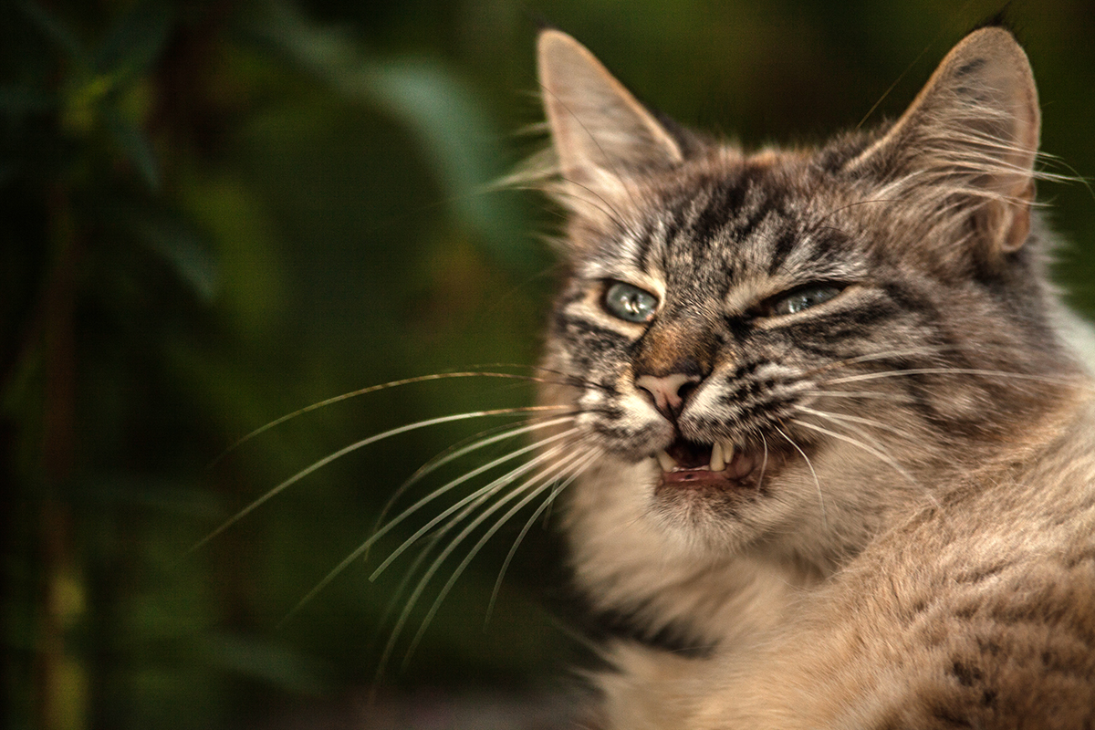 ..Vorsicht Raubkatze..