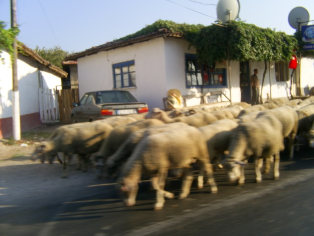 Vorsicht Schafe Verkehr :-)