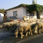 Vorsicht Schafe Verkehr :-)