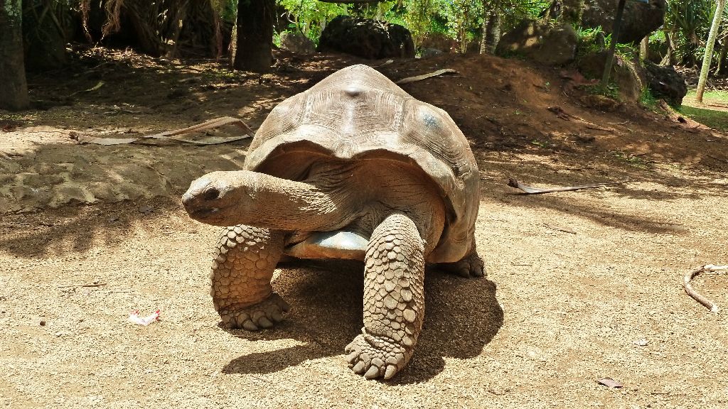 Vorsicht Schildkröte unterwegs