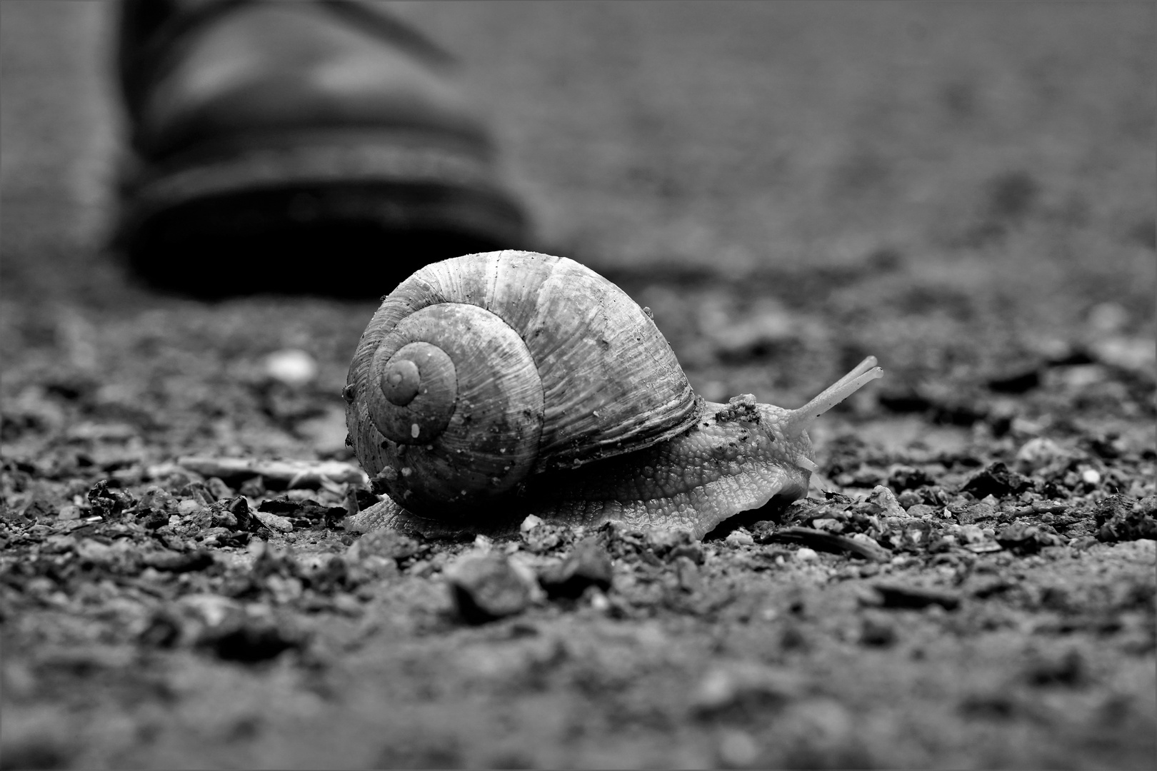 Vorsicht Schnecke!