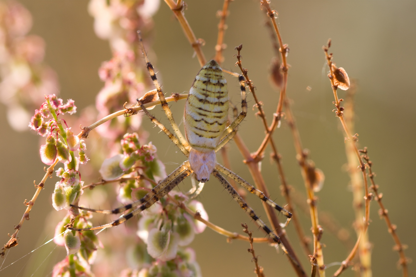 Vorsicht Spinne, staunen erlaubt