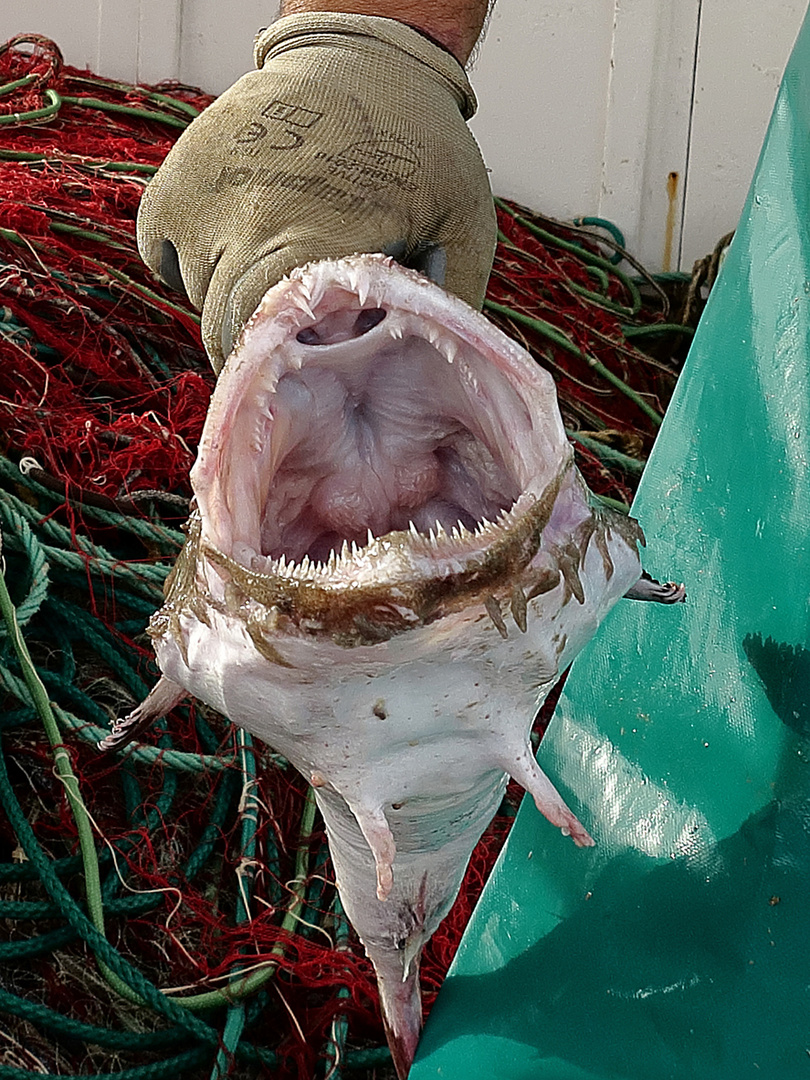 Vorsicht, spitze Zähne  /  attenti ai denti affilati