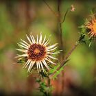 VORSICHT: stacheliges Mittwochsblümchen