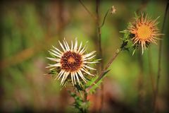 VORSICHT: stacheliges Mittwochsblümchen