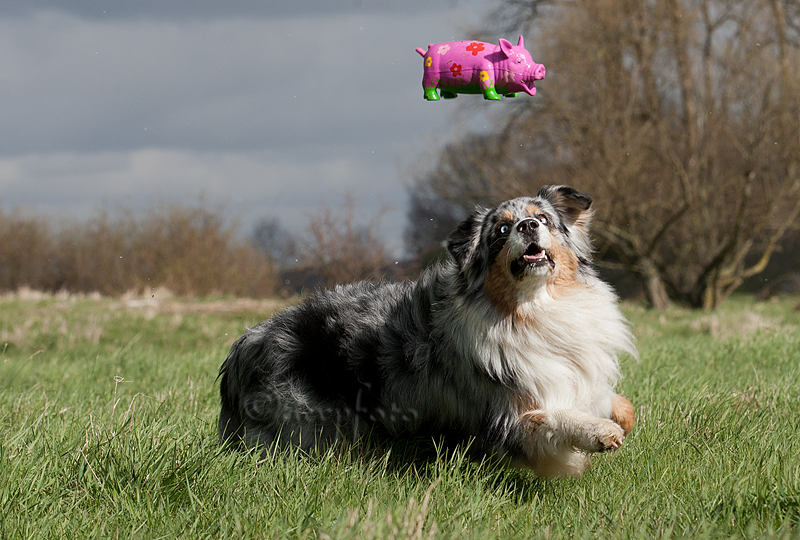 Vorsicht, tieffliegende Schweine!!