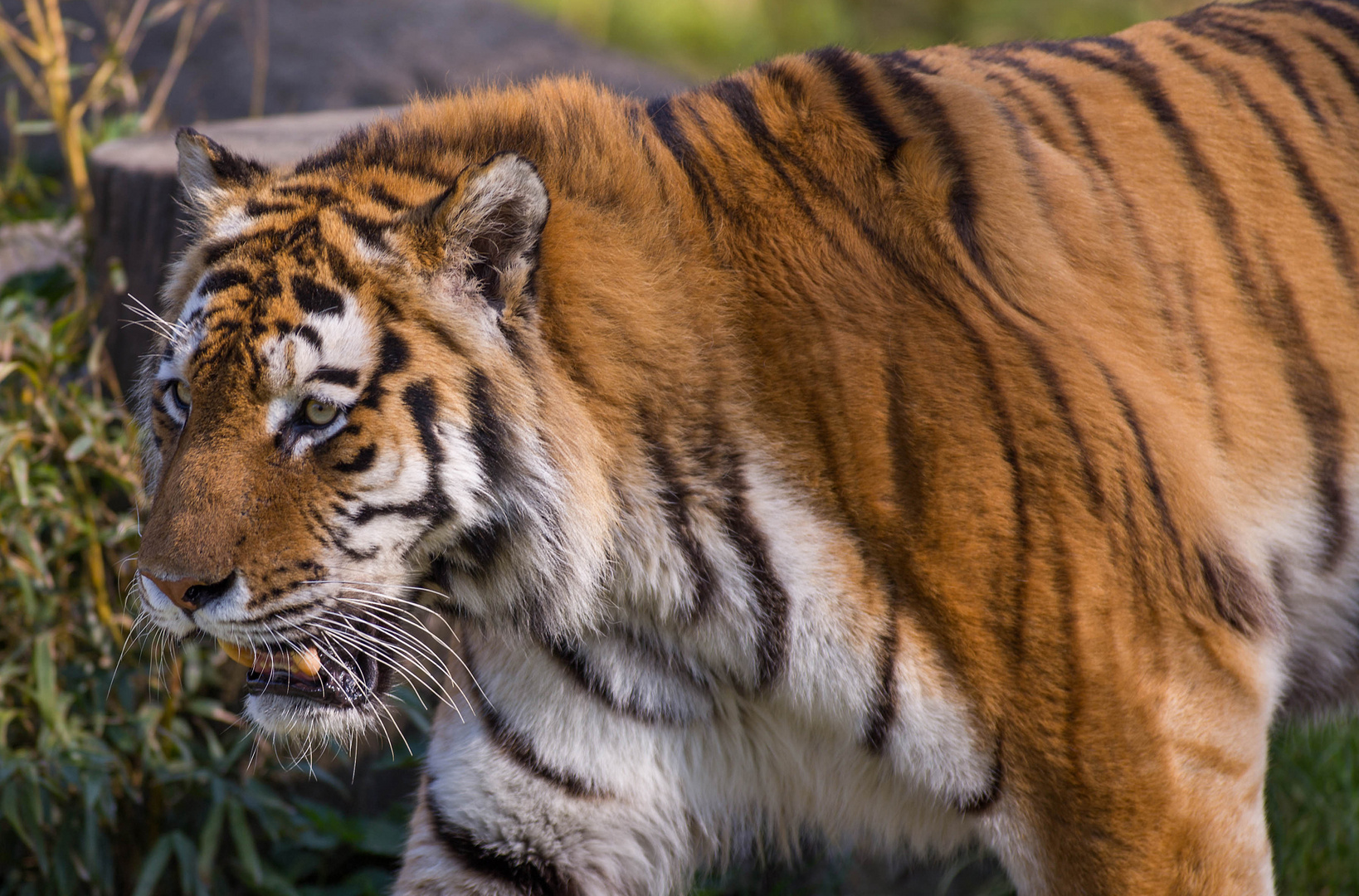 Vorsicht Tiger !!!