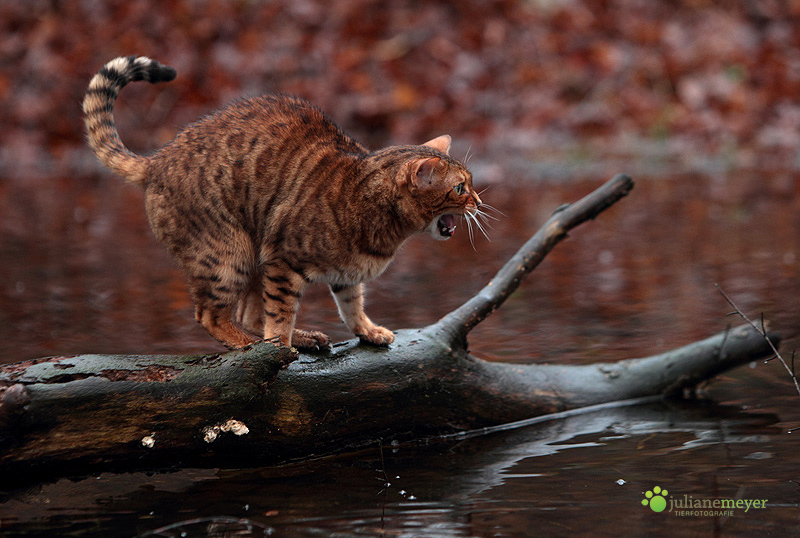 Vorsicht Tiger