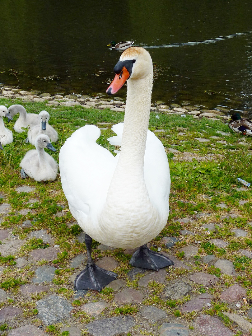 Vorsicht, Vater Schwan bewacht den Nachwuchs!