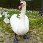 Vorsicht, Vater Schwan bewacht den Nachwuchs!