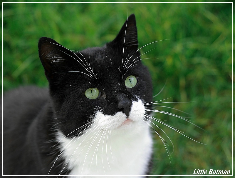 Vorsicht vor dem bischen Kater