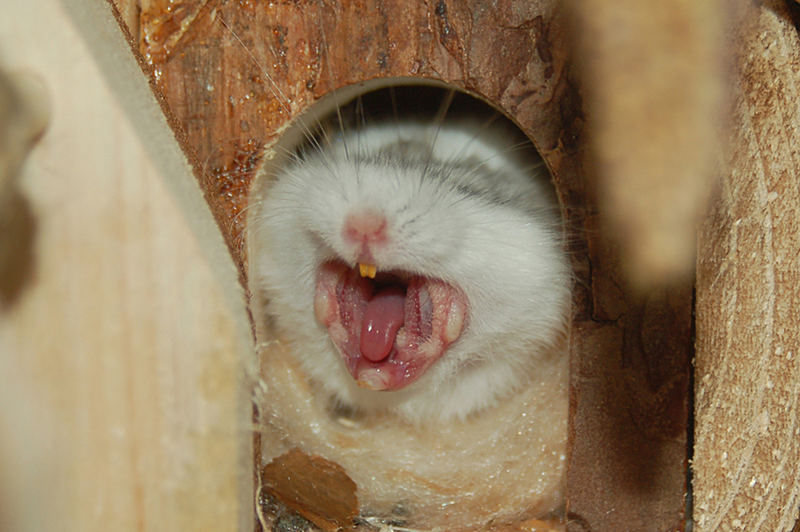 Vorsicht vor dem bißchen Hamster!