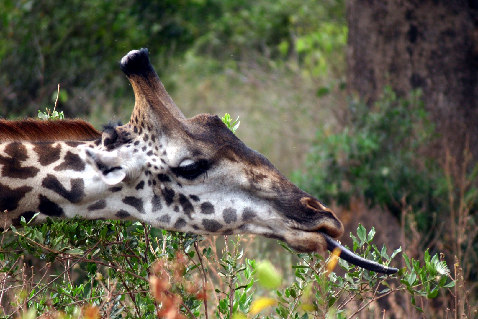 Vorsicht vor der Giraffe !