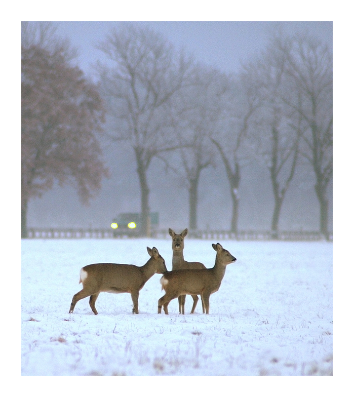 Vorsicht Wild !