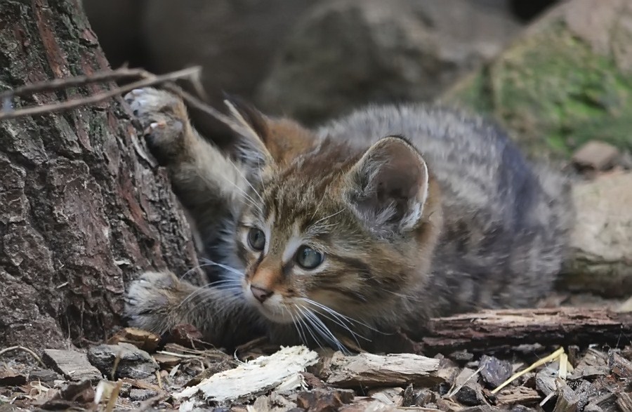 Vorsicht : WILD ...