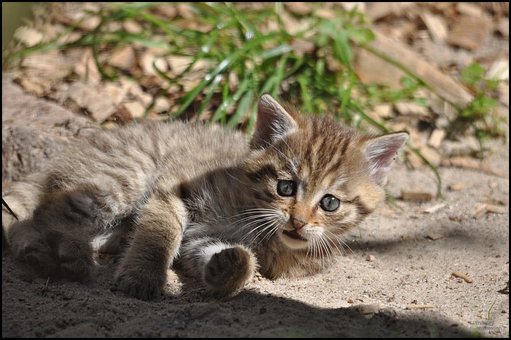 Vorsicht ....wilde Katze !!!