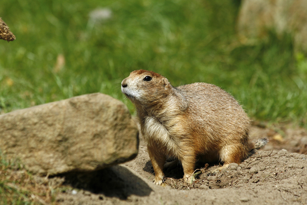 Vorsicht wilde Tiere