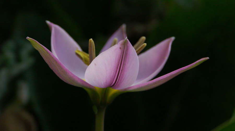 Vorsicht: Wilde Tulpe!