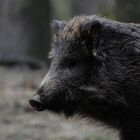 Vorsicht Wildschwein