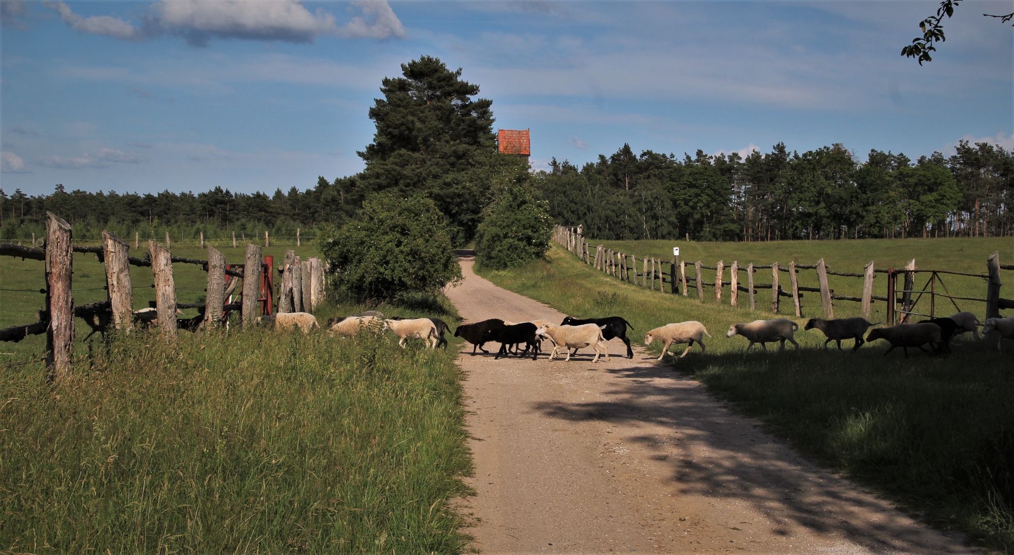 Vorsicht!! Wildwechsel