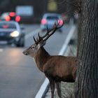 Vorsicht Wildwechsel !