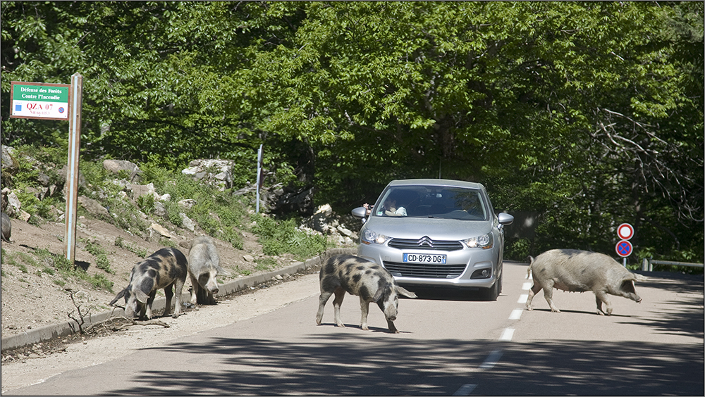 Vorsicht Wildwechsel