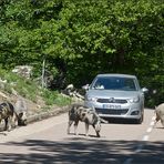 Vorsicht Wildwechsel