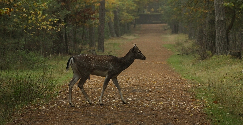 Vorsicht Wildwechsel !!!