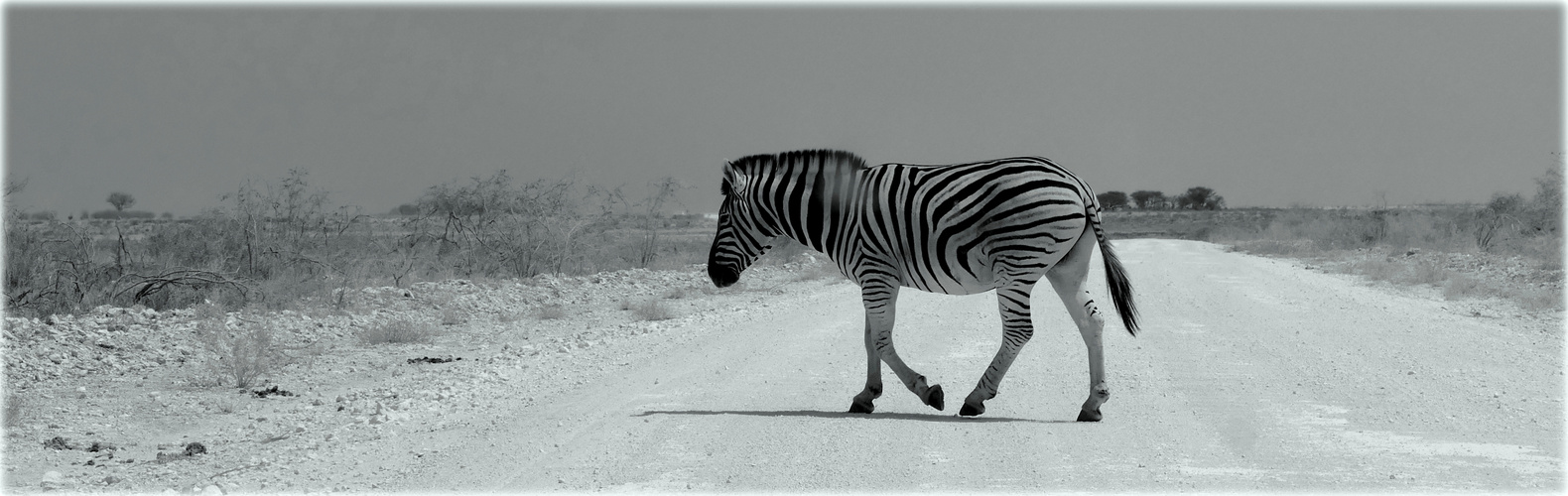 Vorsicht Zebra(streifen).....