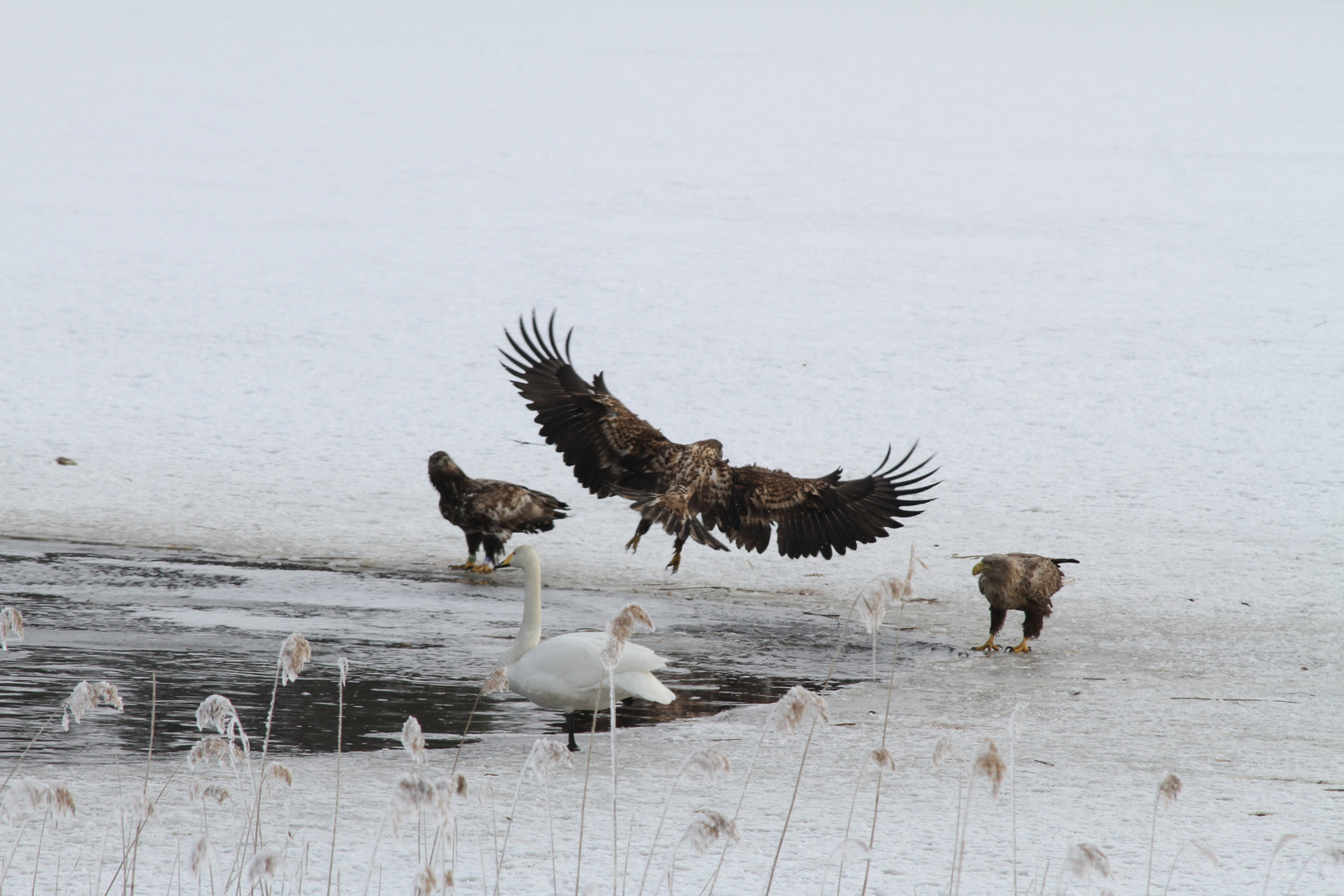 Vorsicht...........Anflug zum Fische greifen