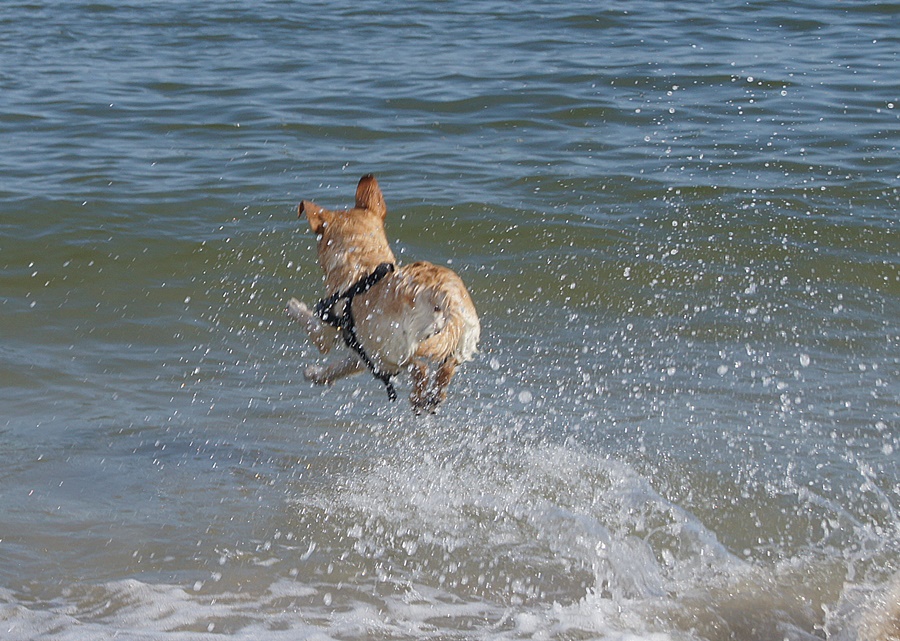 Vorsicht...fliegender Hund