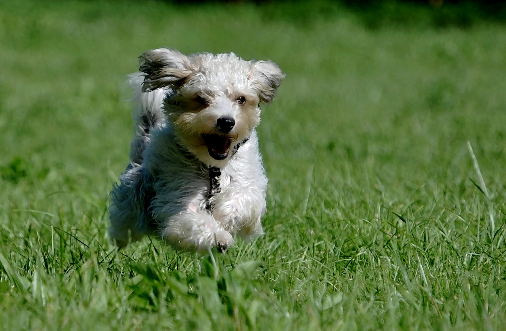 Vorsicht....fliegender Hund !