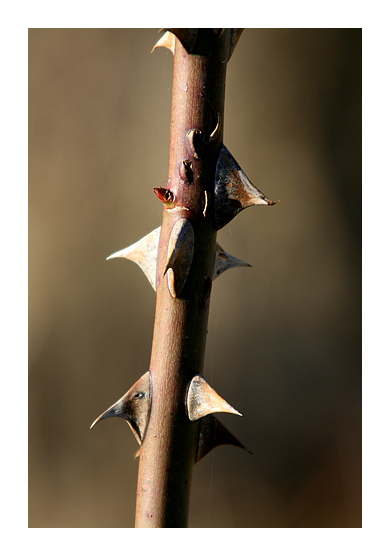 vorsichtig Ausschauhalten ob der Frühling kommt ;-)