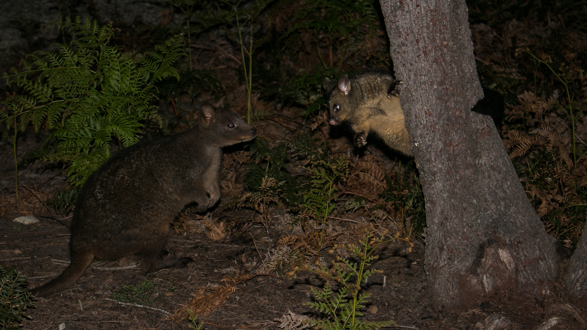 vorsichtig beschnuppern sich Wallabie und das junge Opossum