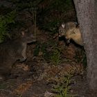 vorsichtig beschnuppern sich Wallabie und das junge Opossum