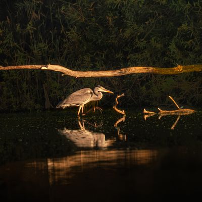 Vorsichtig ganz vorsichtig, Graureiher