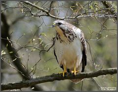 - Vorsichtig nähert sich mein Bussard - ( Buteo buteo )