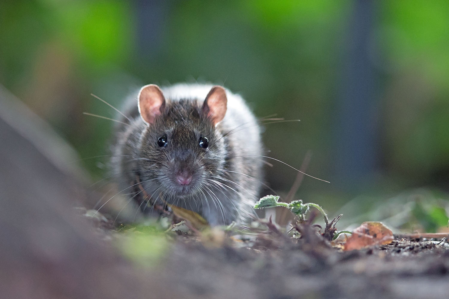 Vorsichtig prüft die Ratte die Lage, bevor sie die Deckung verlässt.