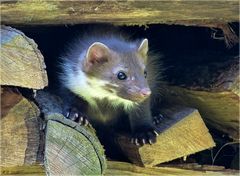 Vorsichtig schaute der Steinmarder aus seiner Behausung...