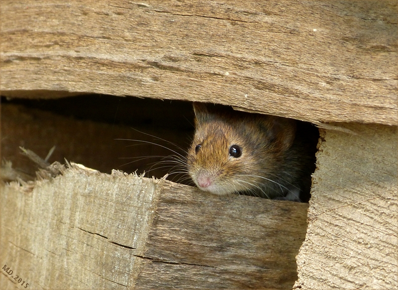 Vorsichtig schaute Mausi heute aus dem Stapelholz....