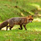 Vorsichtig schnürt der Fuchs über den Waldweg