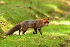 Vorsichtig schnürt der Fuchs über den Waldweg