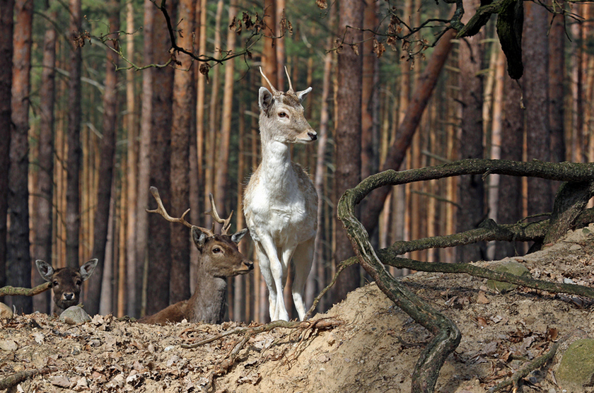 vorsichtig treten sie aus dem Unterholz hervor