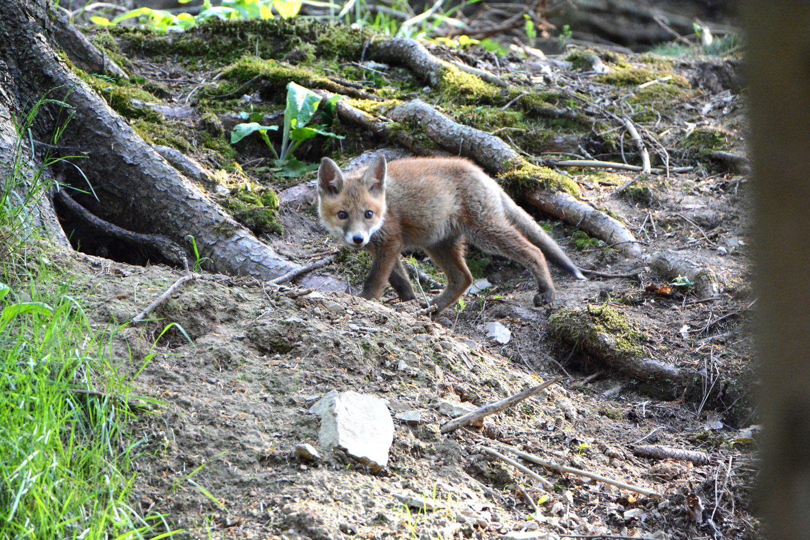 Vorsichtig  umschleicht der Jungfuchs den Bau