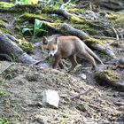 Vorsichtig  umschleicht der Jungfuchs den Bau