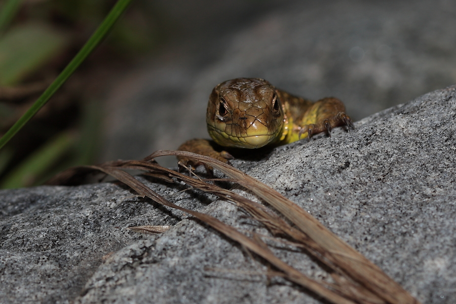 vorsichtige junge Eidechsendame, Dettingen a.d. Erms, Biosphärengebiet schw. Alb